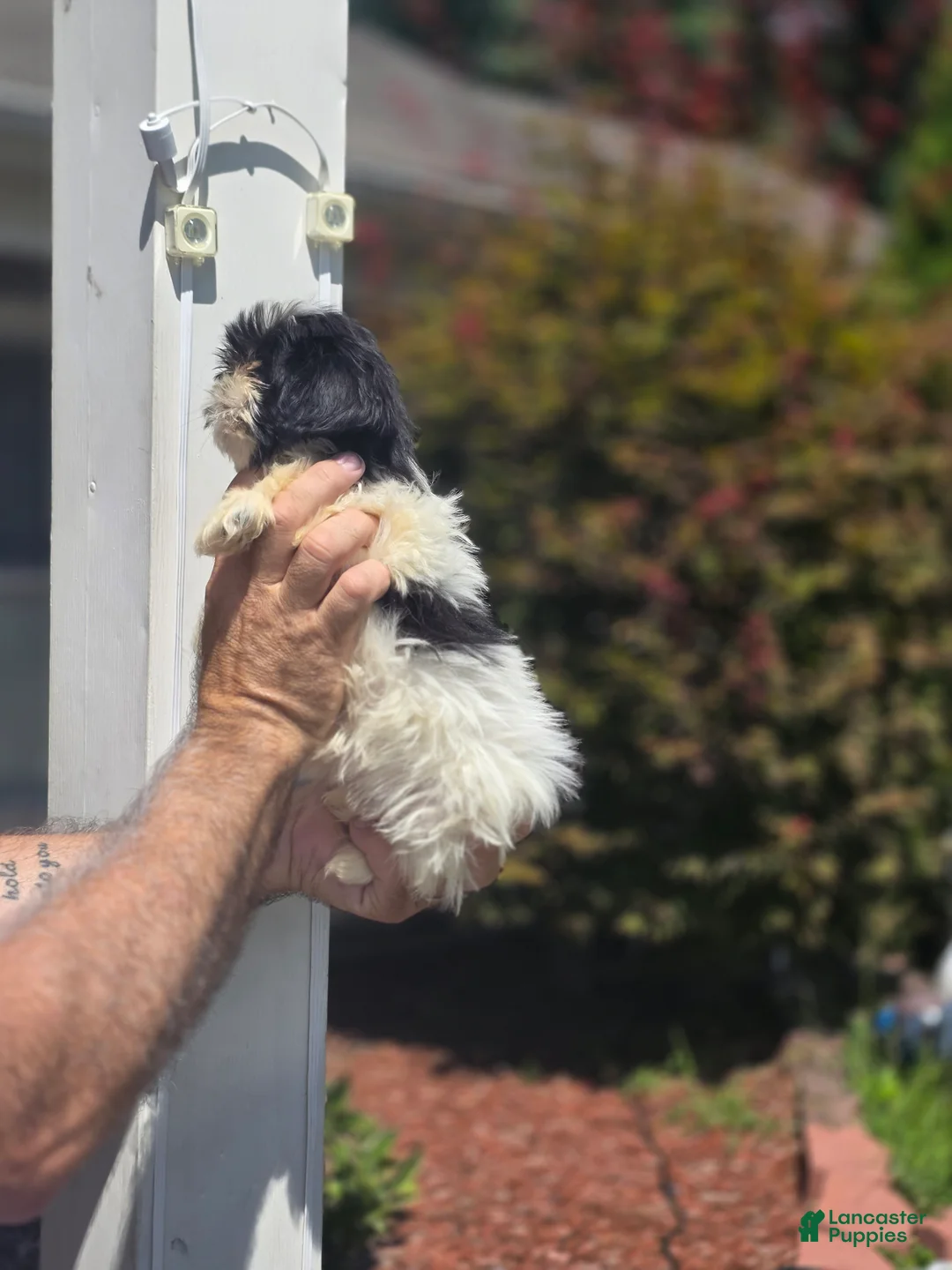 Shih Tzu dogs for sale: Jill  - Ad 3