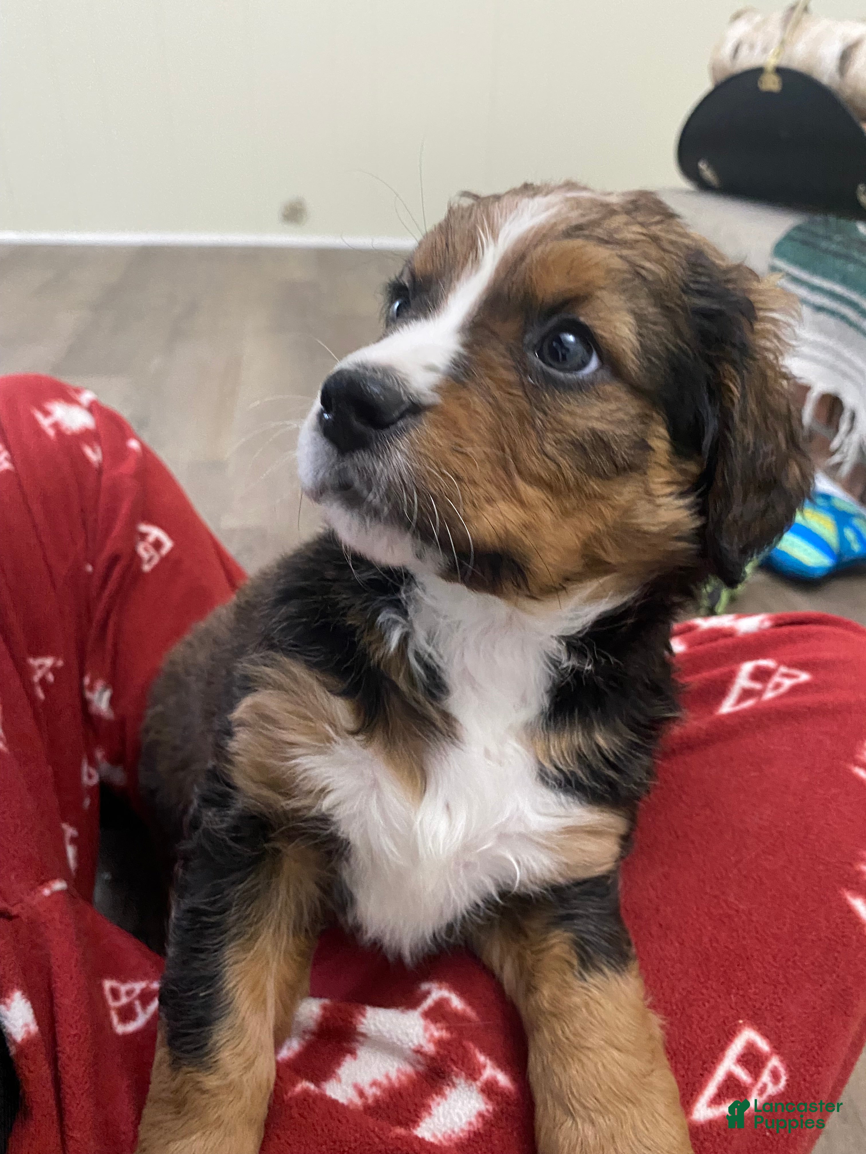 Bernedoodle dogs  Becca 13-16th -$200. 💖 - Ad 2