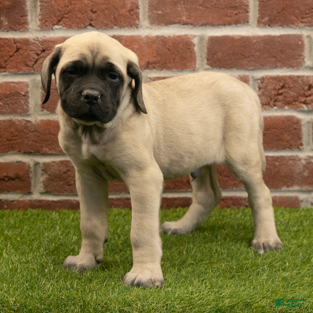 English Mastiff dogs for sale: Alex - Ad 5