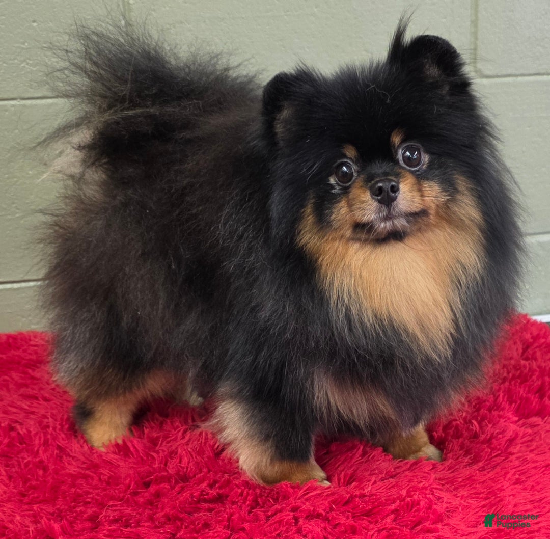 Pomeranian dogs for sale: Silvia - Ad 4