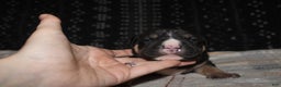 American Bully dogs for sale: Moose  - Ad 5