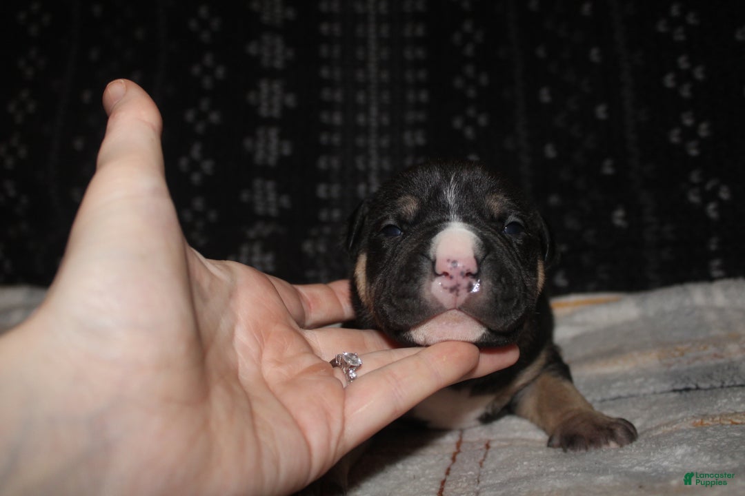 American Bully dogs for sale: Moose  - Ad 5