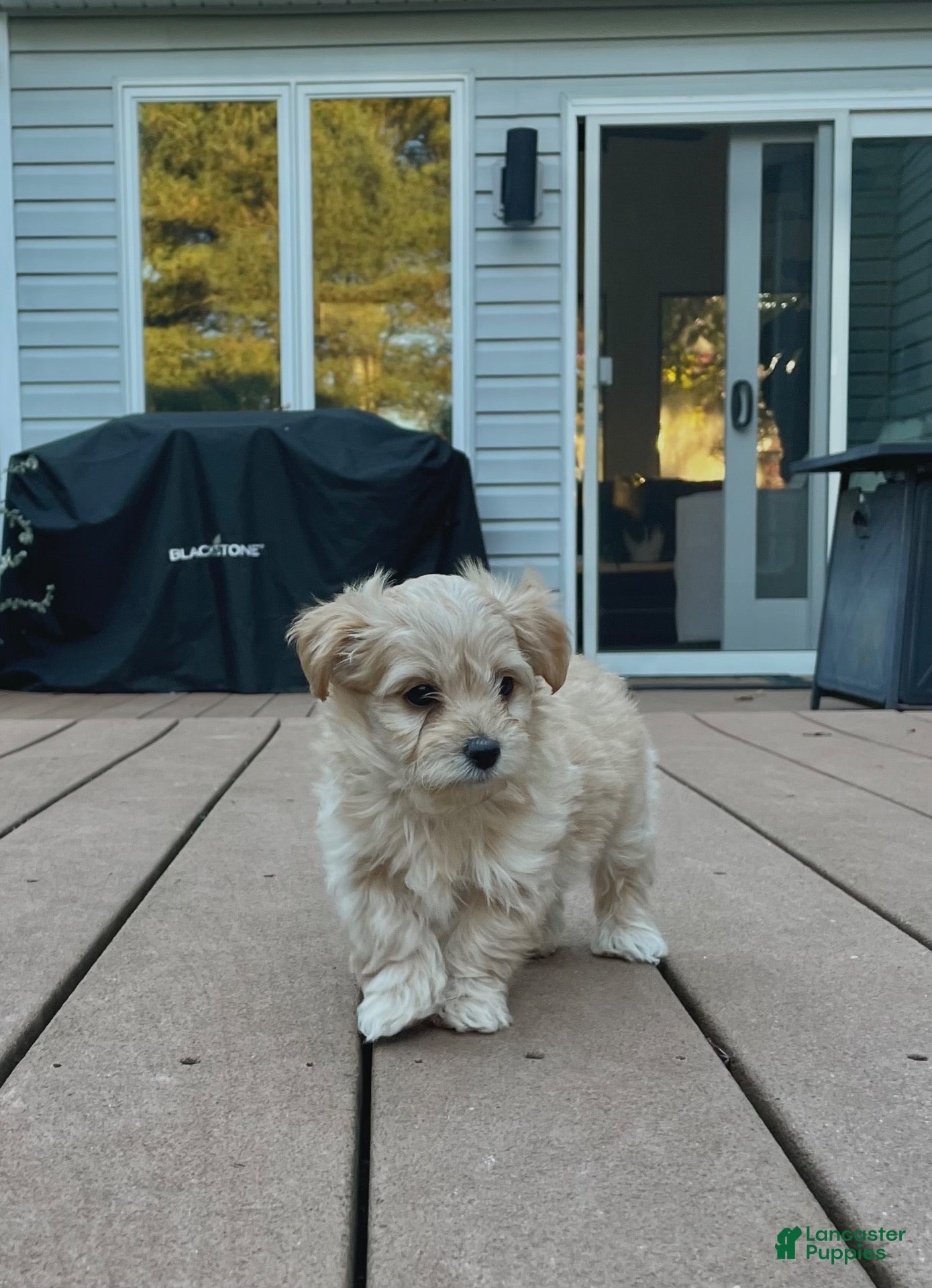 Maltipoo dogs for sale: Teddy - Ad 1