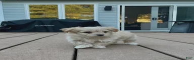 Teddy