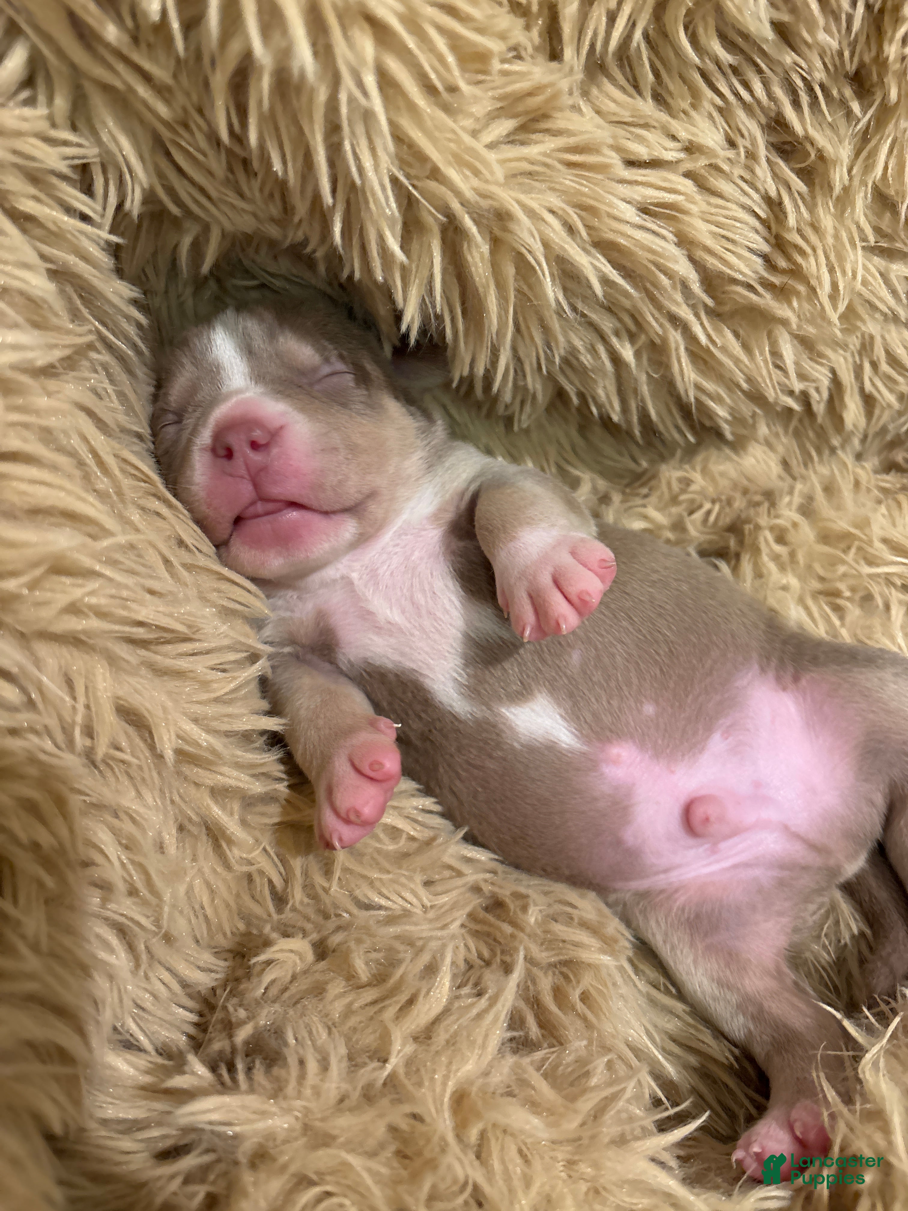 American Bully dogs American Bully Puppy 4 - Ad 8