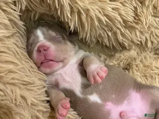 American Bully dogs American Bully Puppy 4 - Ad 8
