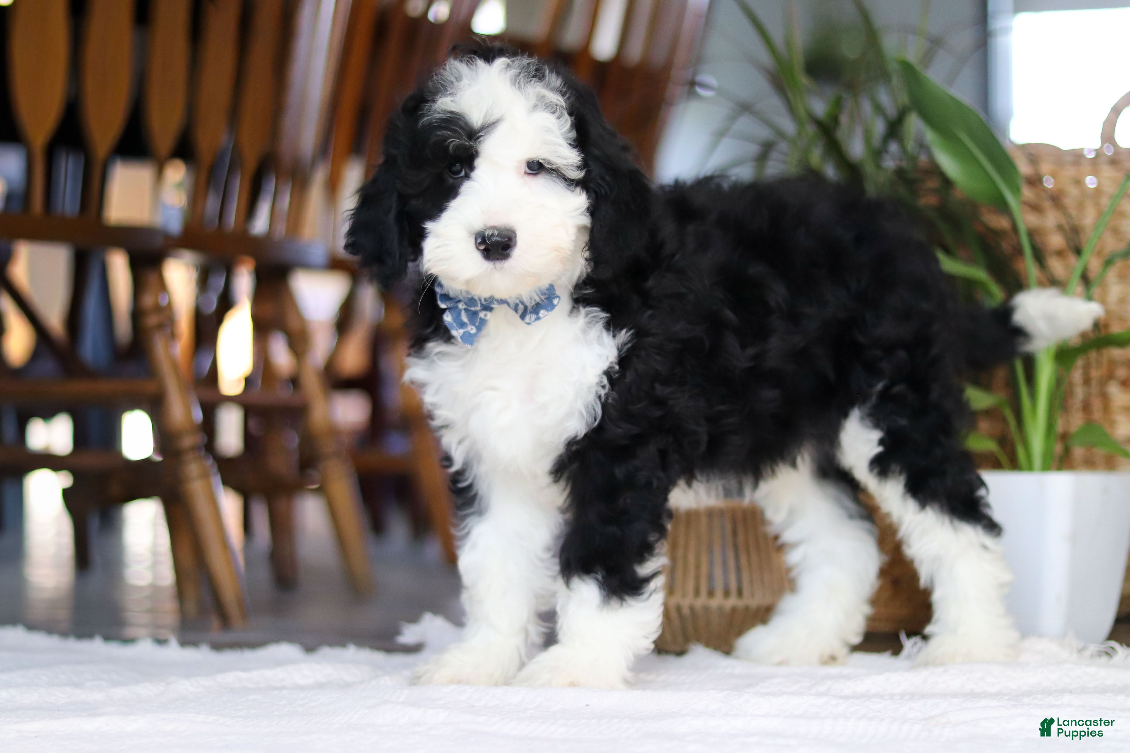 Sheepadoodle dogs Cotton Tail - Ad 2