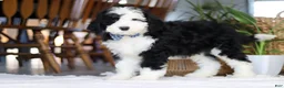 Sheepadoodle dogs for sale: Cotton Tail - Ad 2