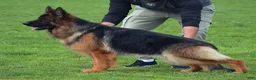 German Shepherd dogs for sale: German Shepherd 3 - Ad 7
