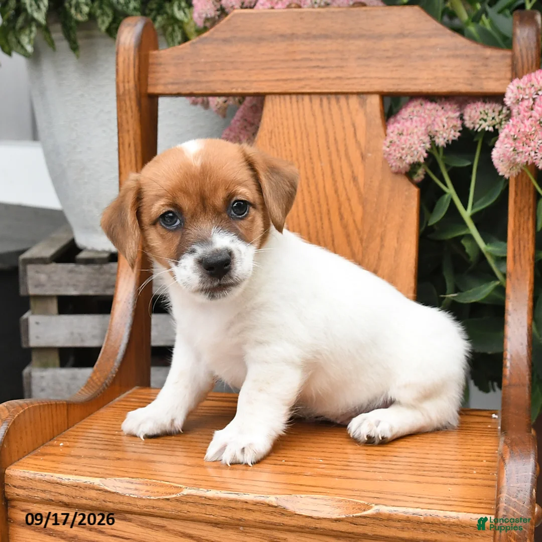 Jack Russell Terrier dogs for sale: Misty - Ad 1