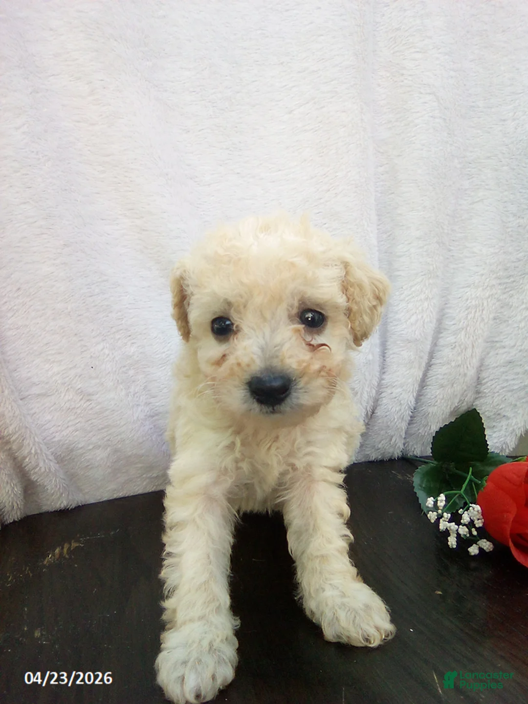 Toy Poodle dogs for sale: Emma - Ad 1