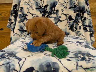 Jackapoo dogs Garnet - Ad 10