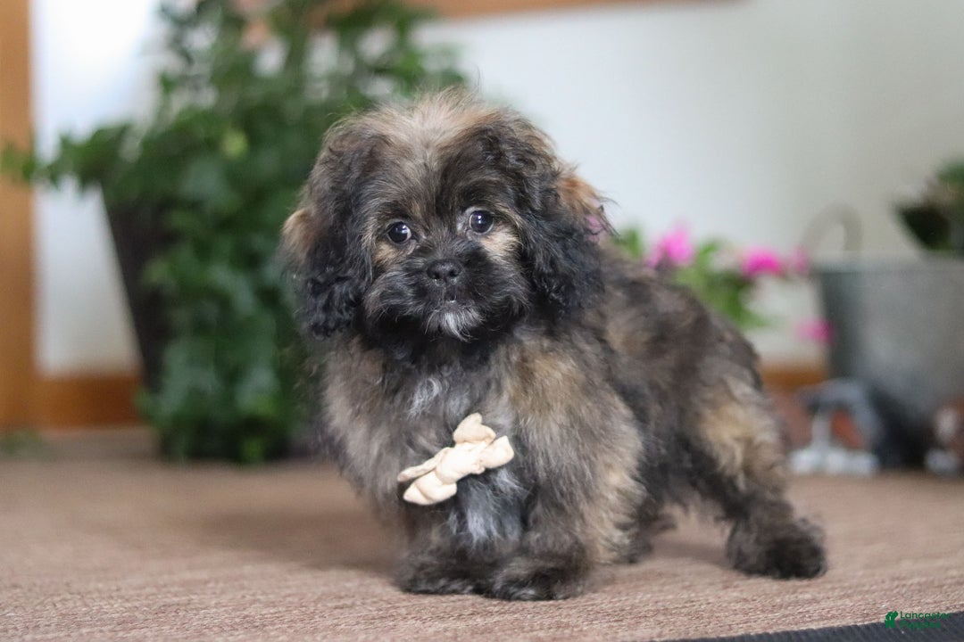 Shihpoo dogs for sale: Jona - Ad 5