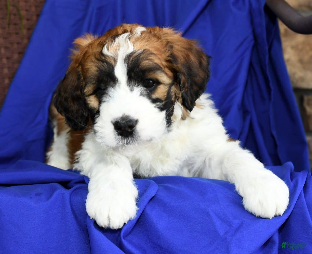 Miniature St Berdoodle Saint Berdoodles 11 Puppies For Sale In