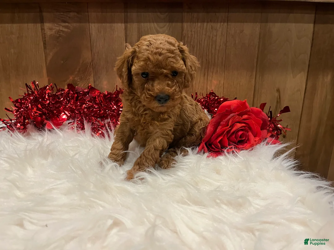 Toy Poodle dogs for sale: Toy Poodle Puppy 2 - Ad 4