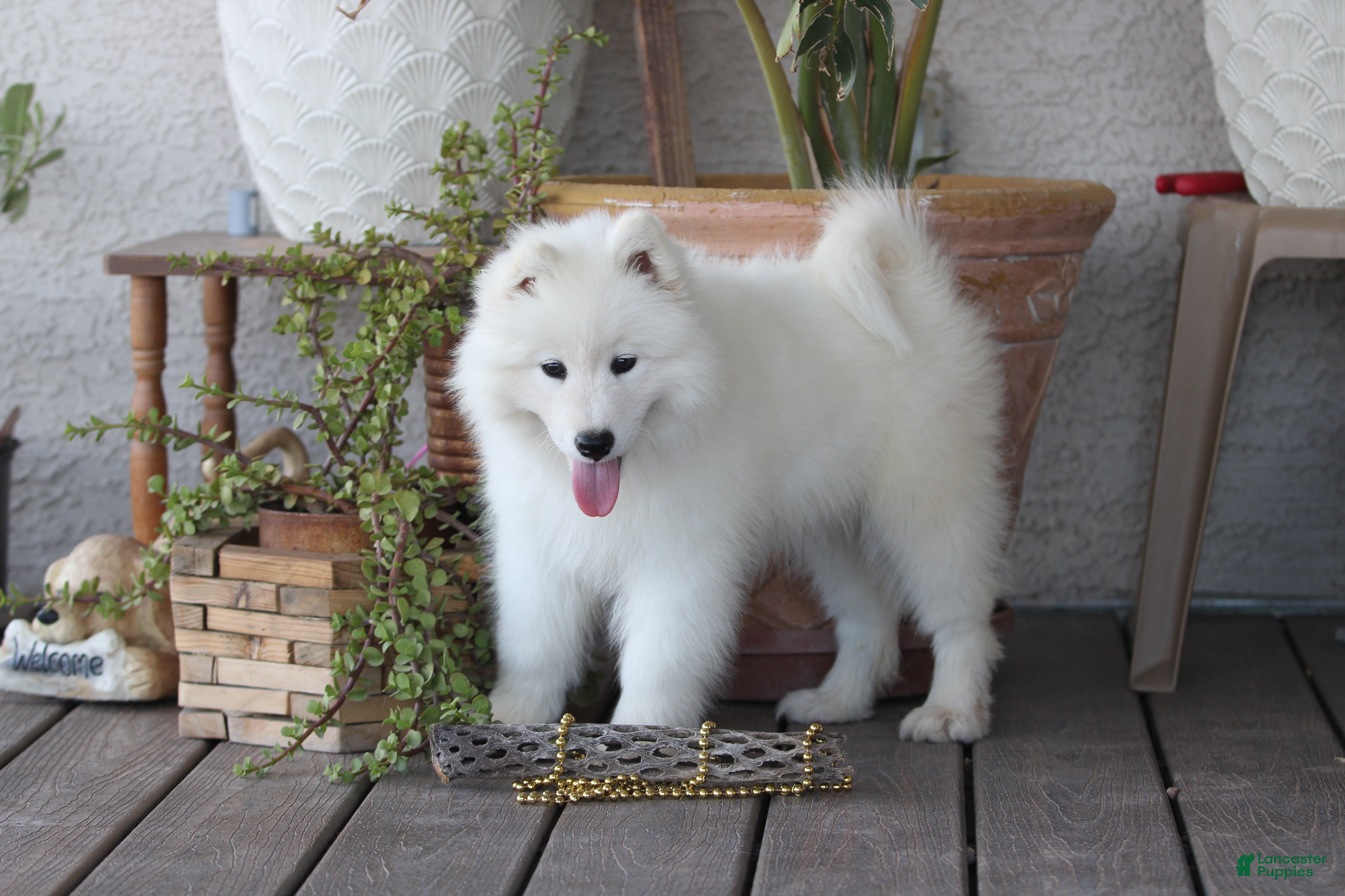 Samoyed dogs Anthem - Ad 1