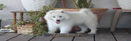 Samoyed dogs for sale: Anthem - Ad 1