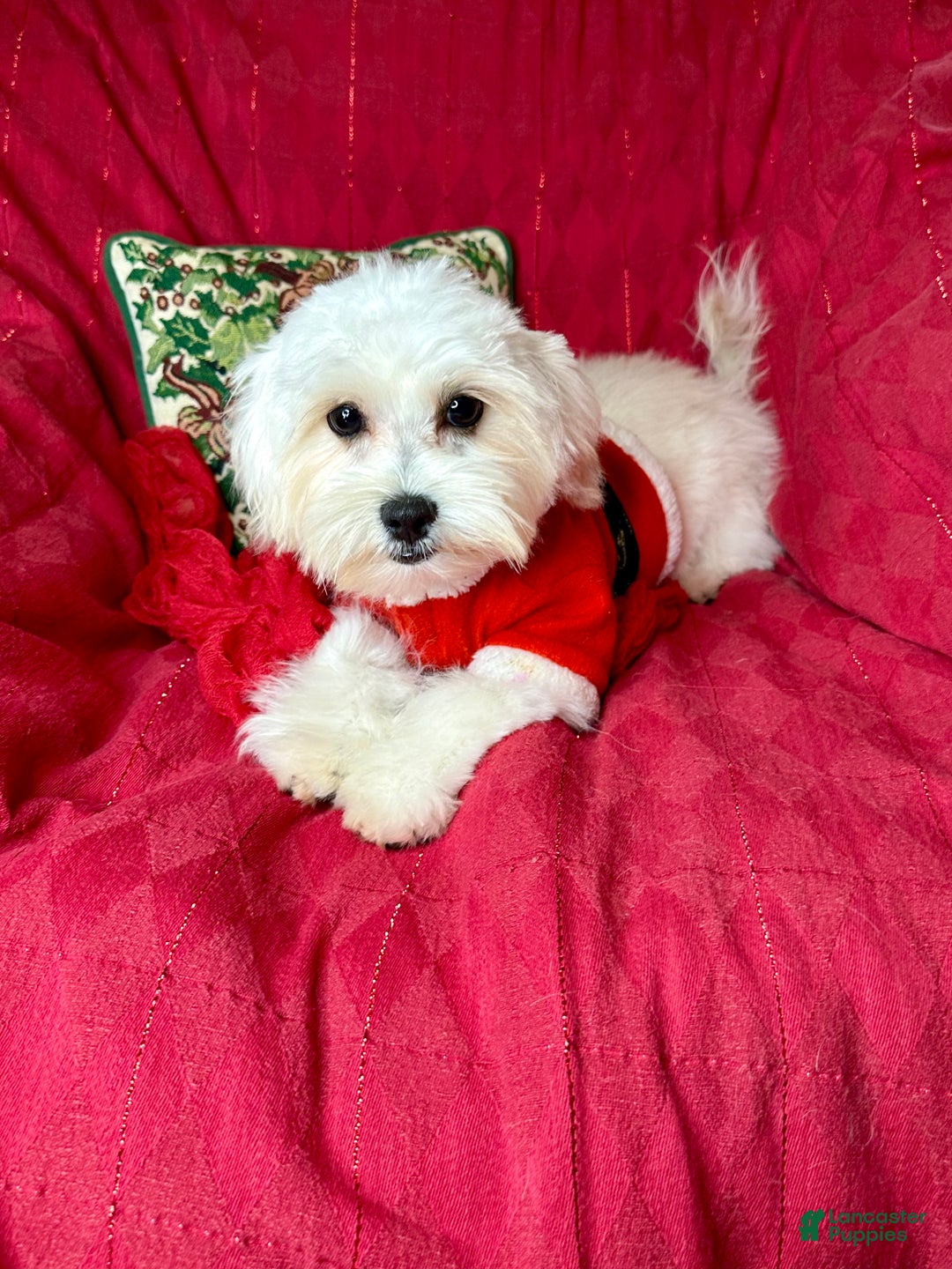 Maltese dogs for sale: Lemon - Ad 4