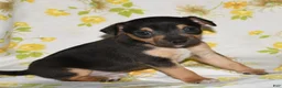 Rat Terrier dogs for sale: Monty - Ad 3