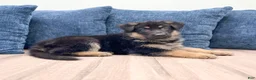 German Shepherd dogs for sale: Missy - Ad 3