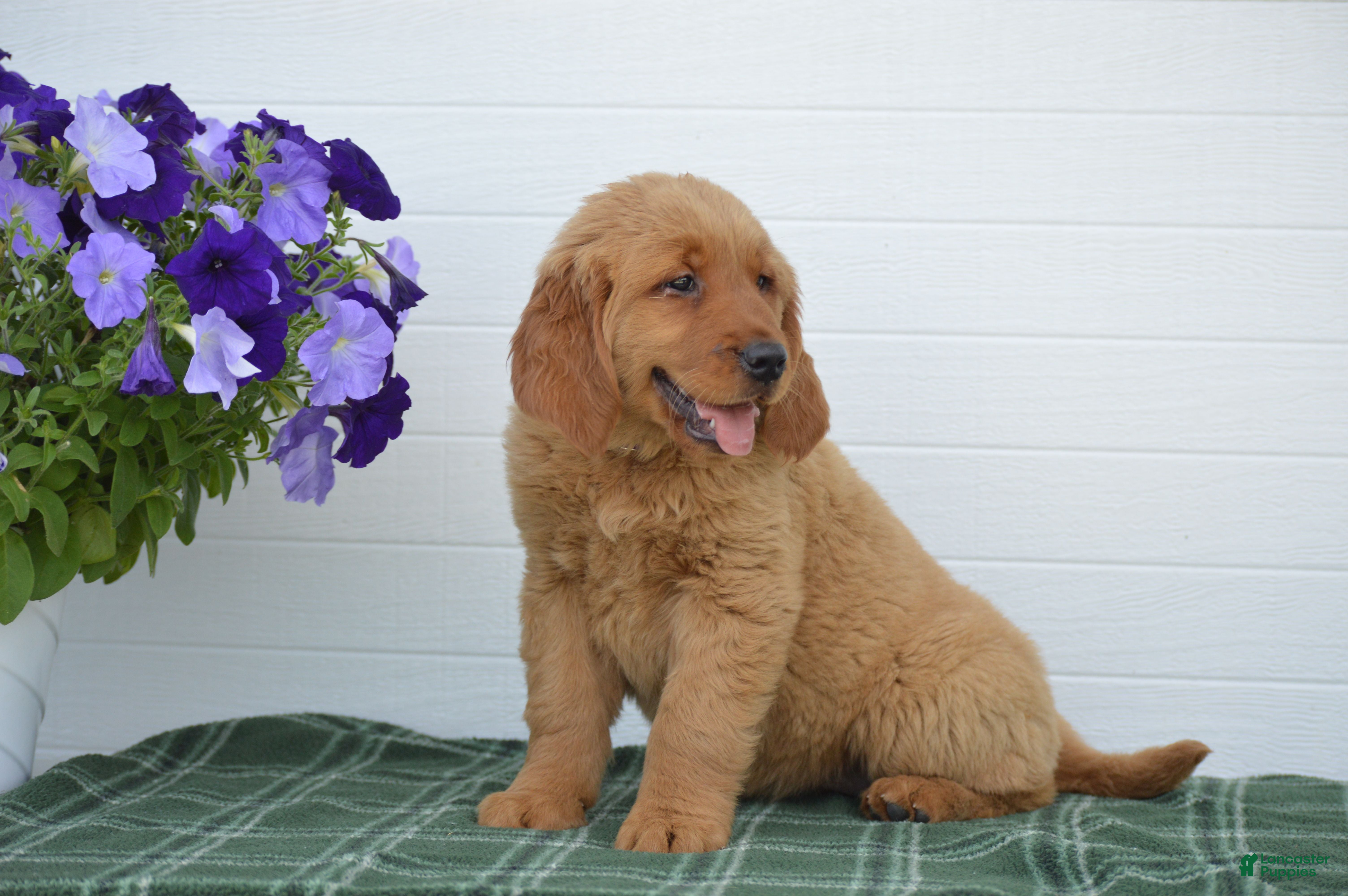 Golden Retriever dogs Daisy - Ad 1