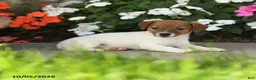 Jack Russell Terrier dogs for sale: Dazzle  - Ad 3