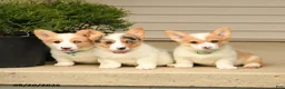 Welsh Corgi Pembroke dogs for sale: Bella    - Ad 5
