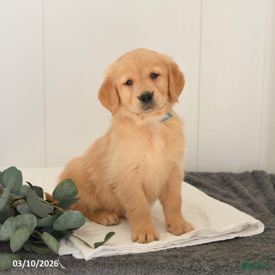 Golden Retriever dogs Mars  - Ad 1