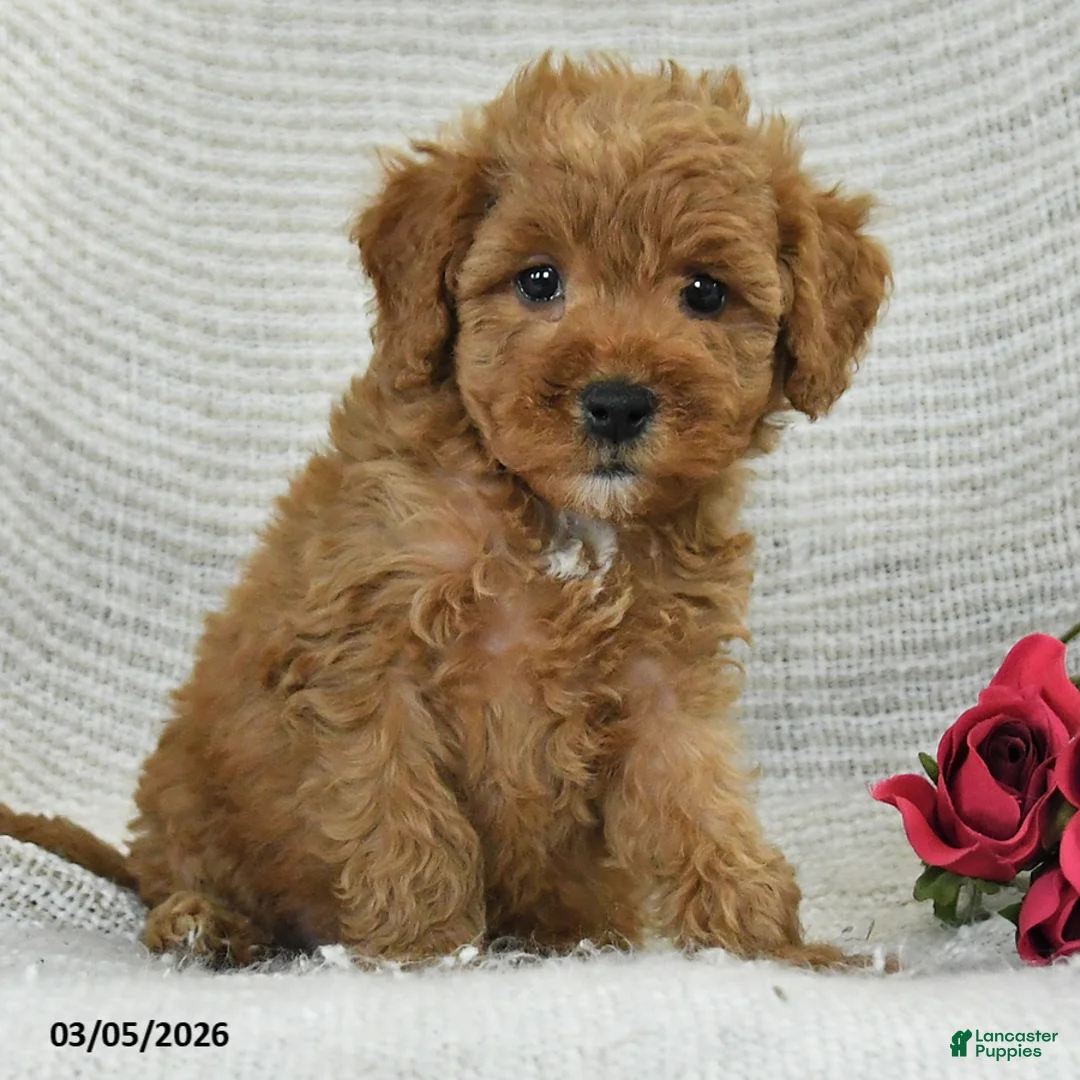 Mini Goldendoodle dogs for sale: Jodi - Ad 2