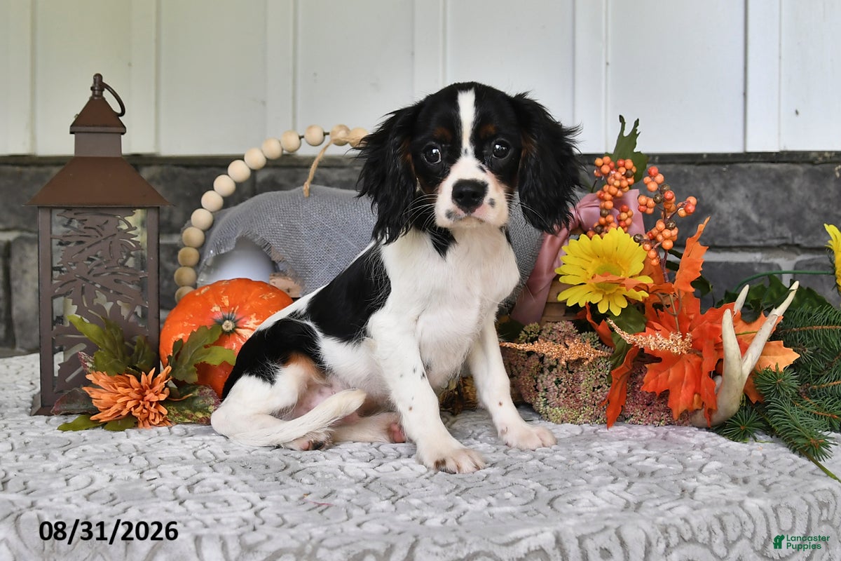 Cavalier King Charles Spaniel dogs Jaxon - Ad 1