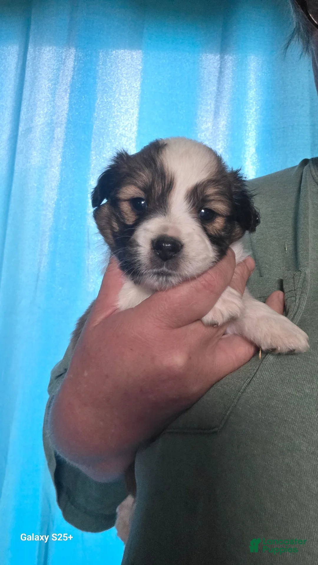 Mixed Breed dogs for sale: Mixed Breed 2 - Ad 1
