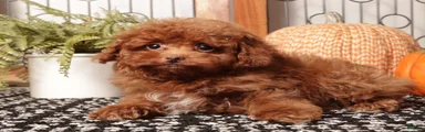 Hunter - Teacup Poodle 