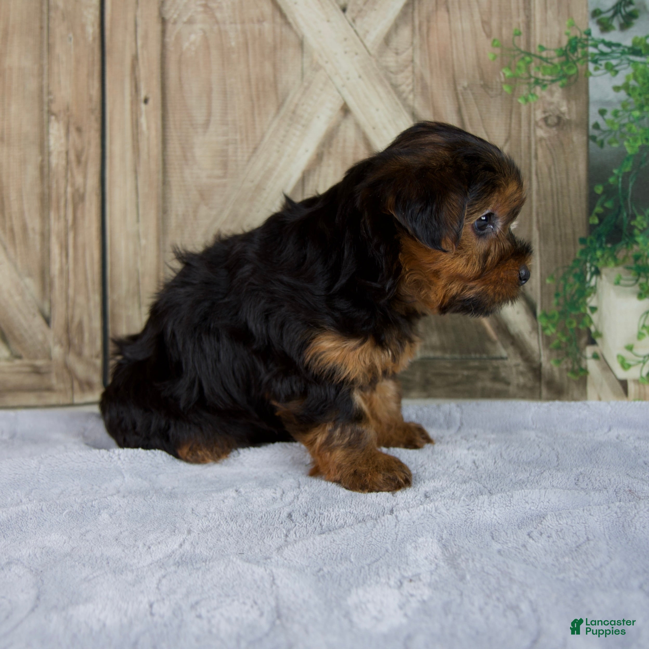 Yorkshire Terrier dogs Frankin - Ad 2