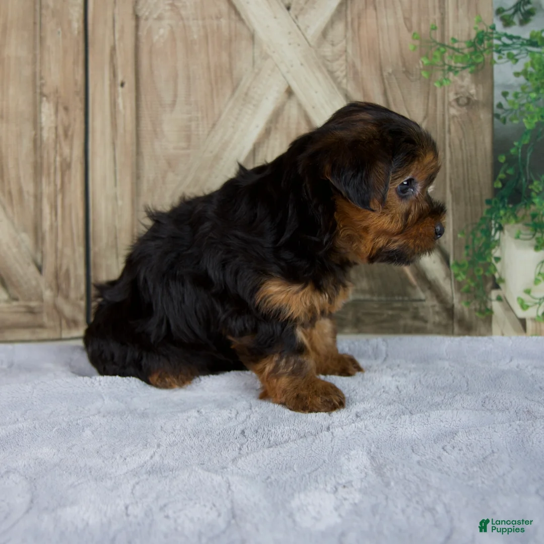 Yorkshire Terrier dogs for sale: Frankin - Ad 2