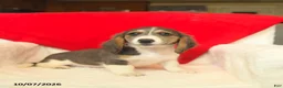 Dachshund dogs for sale: Misty  - Ad 3