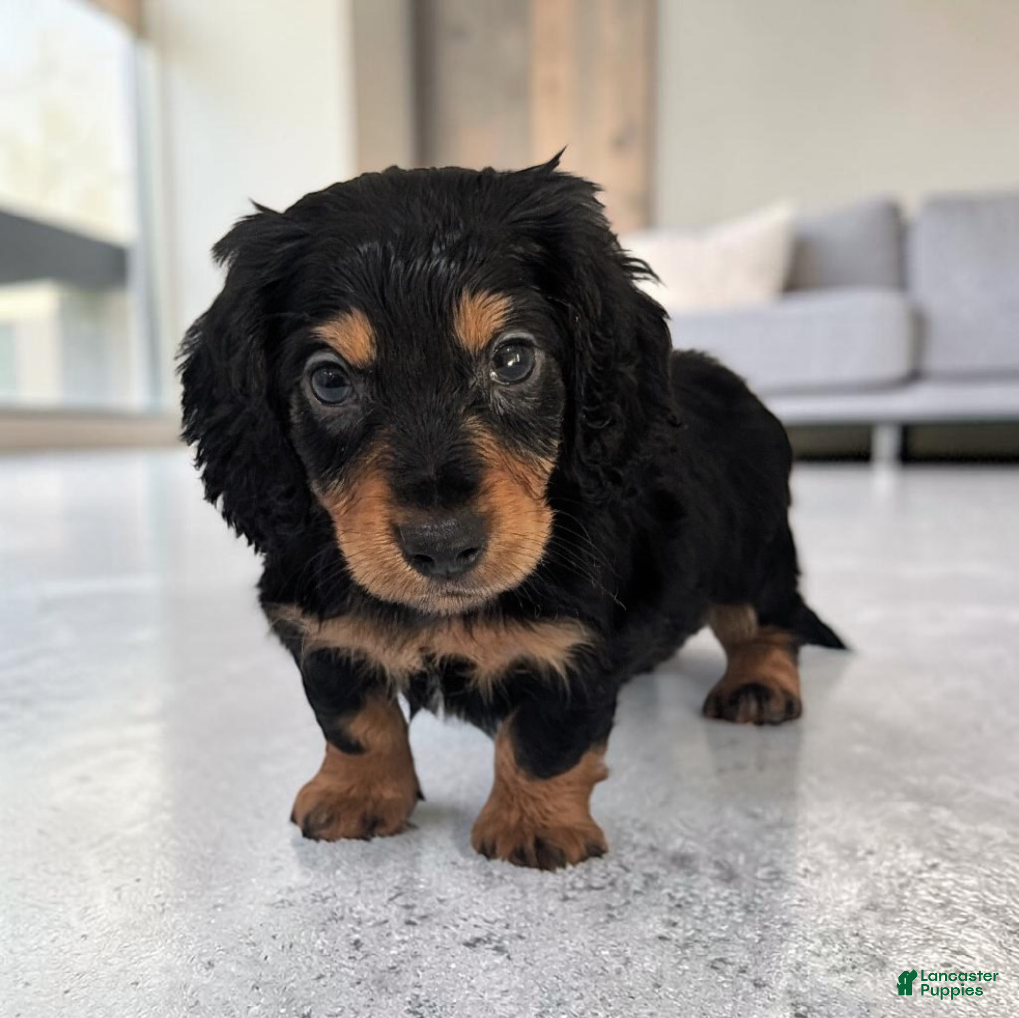 Miniature Dachshund dogs Luke - Ad 1