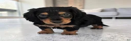 Miniature Dachshund dogs for sale: Luke - Ad 1