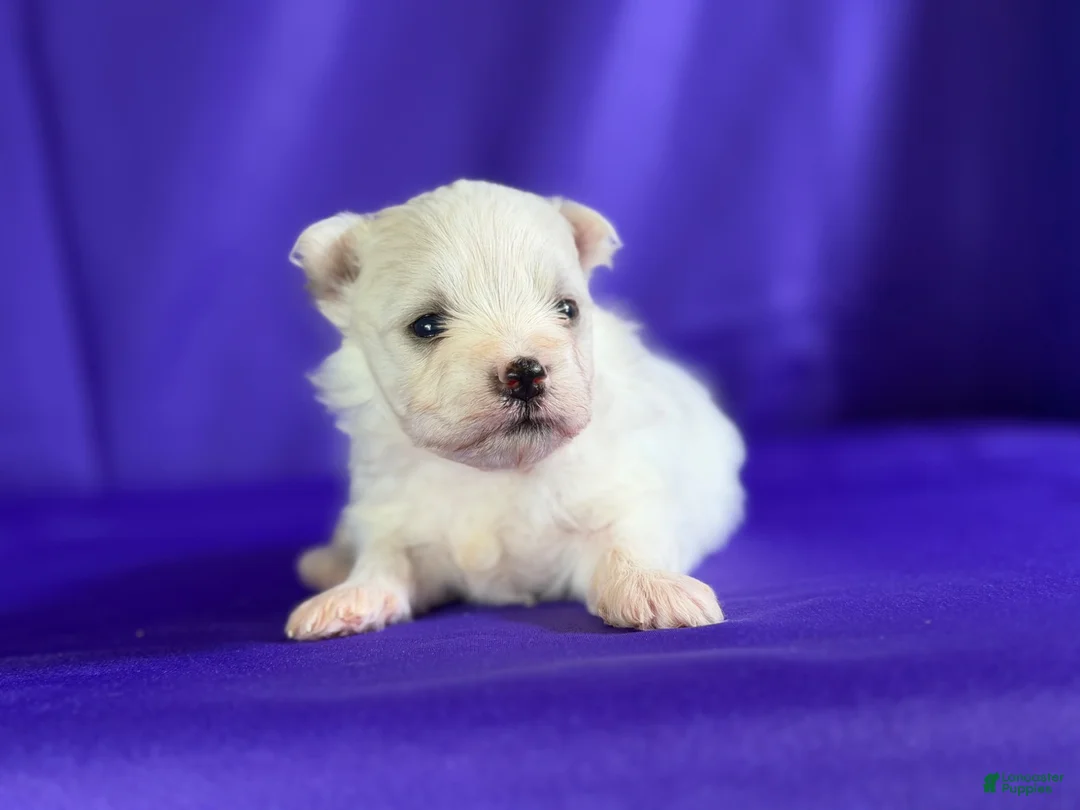Maltipom dogs for sale: Daffodil - Ad 1
