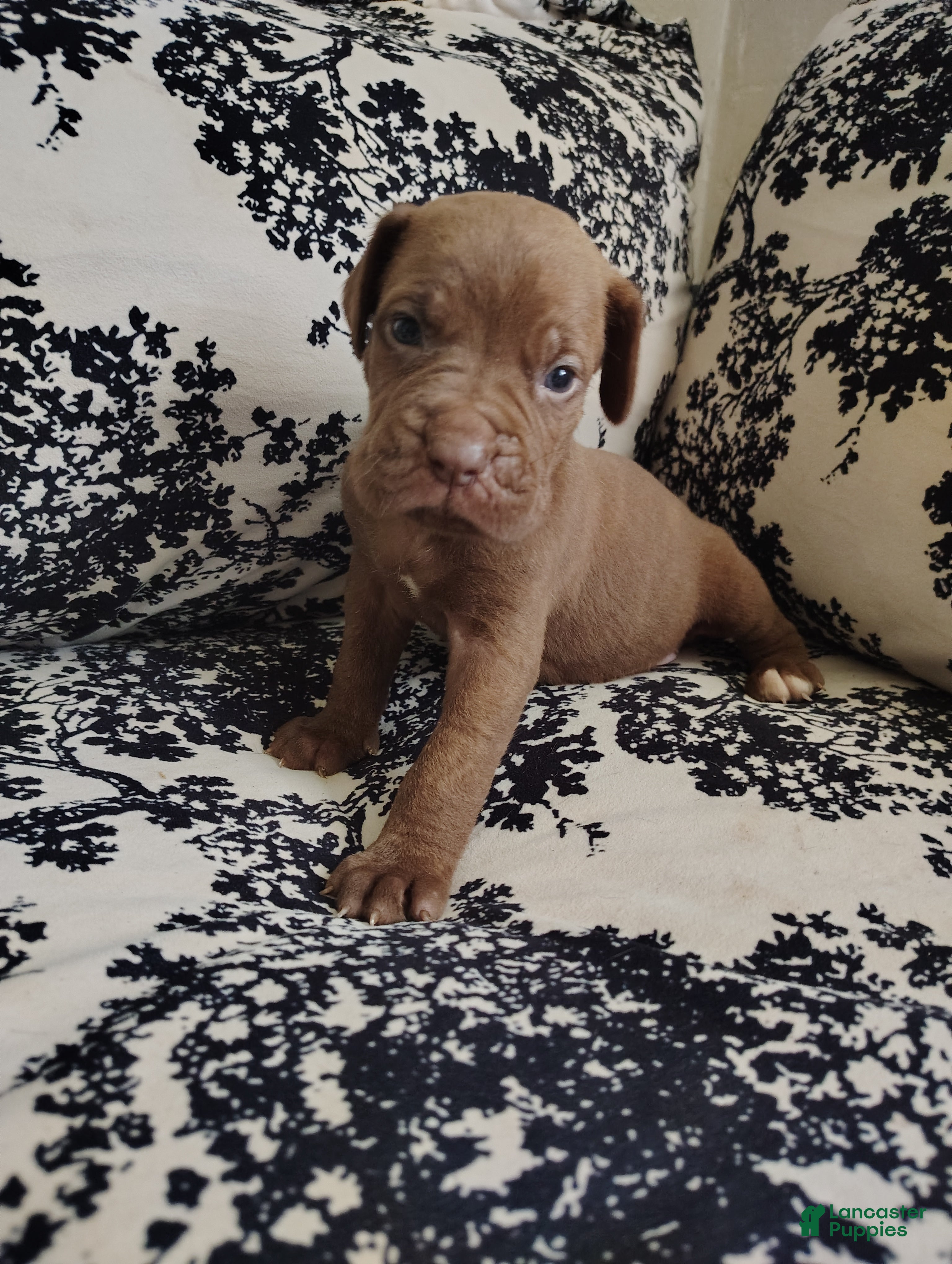 Cane Corso dogs Cane Corso red - Ad 1