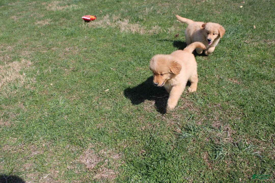 Golden Retriever dogs for sale: Teaspoon - Ad 1