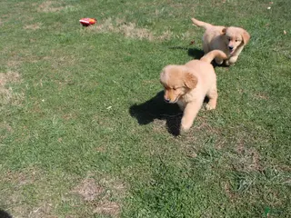 Golden Retriever dogs Teaspoon - Ad 28