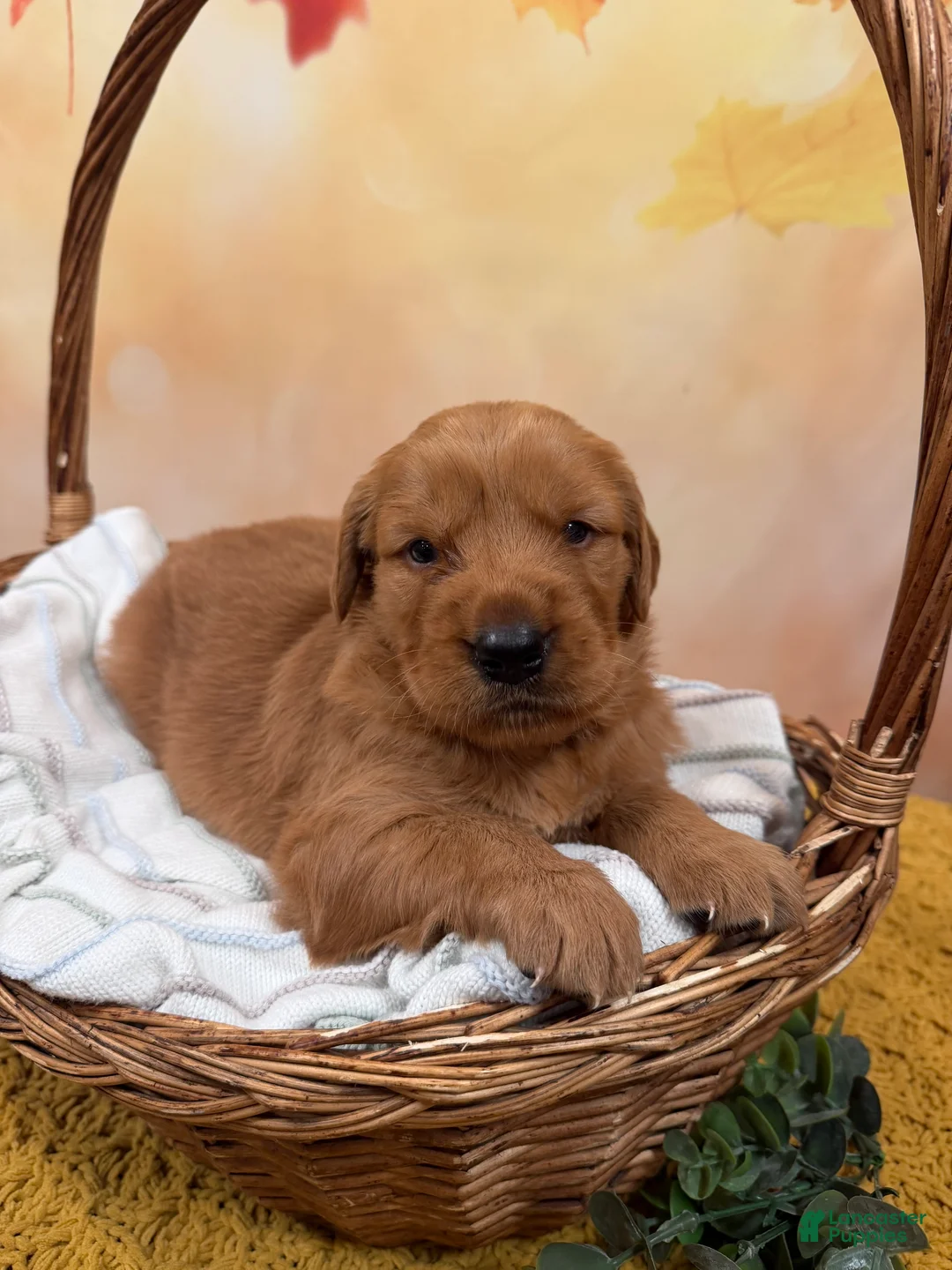 Golden Retriever dogs for sale: Autumn  - Ad 1