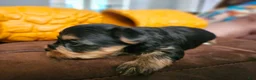 Yorkshire Terrier dogs for sale: Max - Ad 8