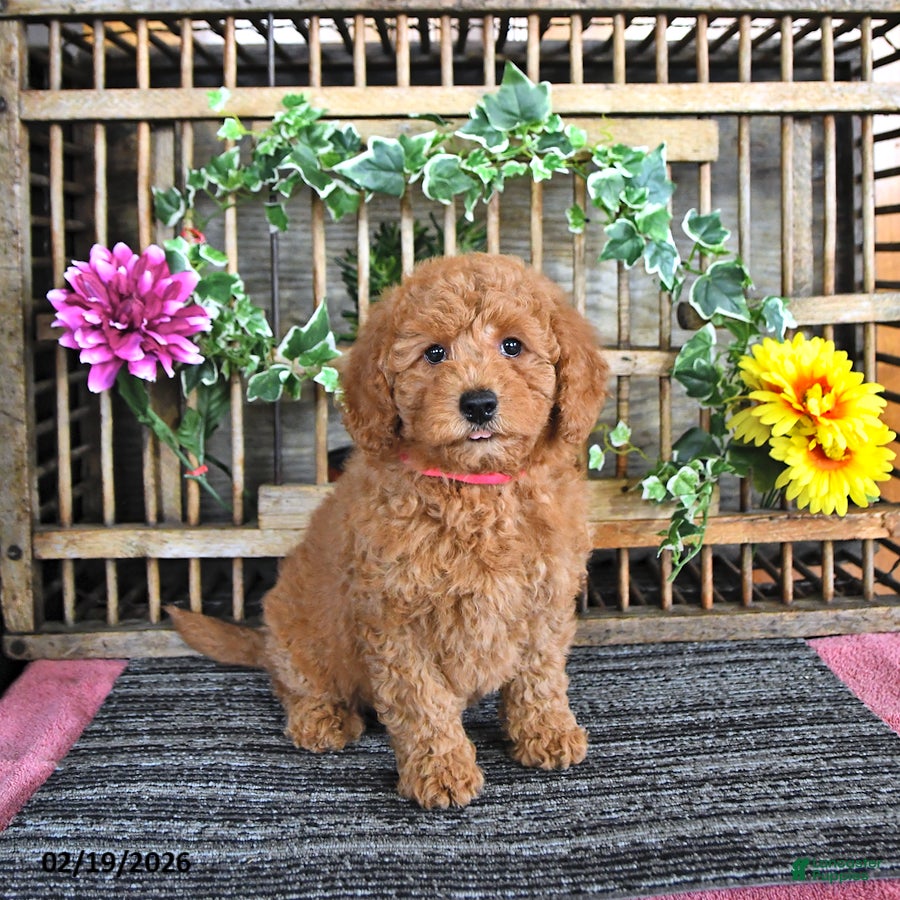 Mini Goldendoodle dogs Mercy - Ad 1