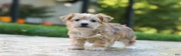 Morkie dogs for sale: Chase - Ad 5
