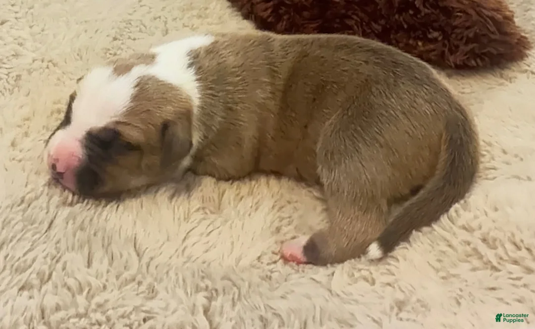 American Bully dogs for sale: American Bully 6 - Ad 1
