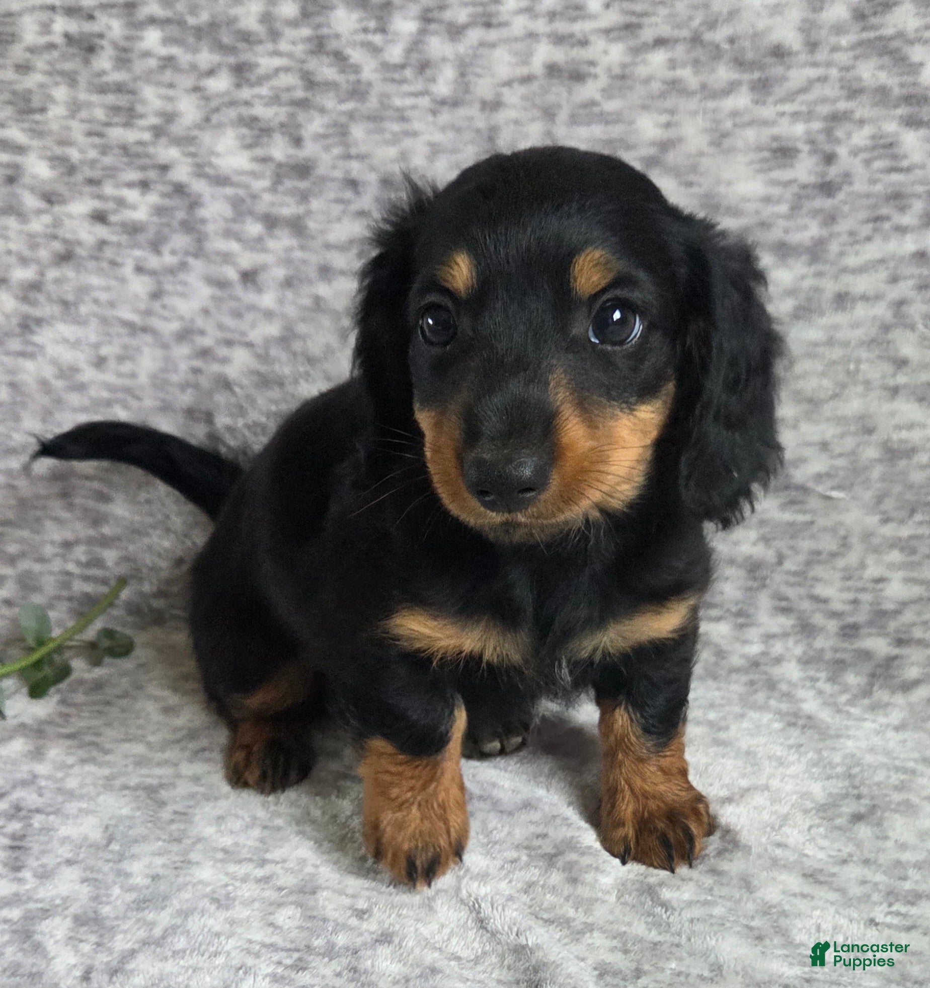 Miniature Dachshund dogs Thunder - Ad 1