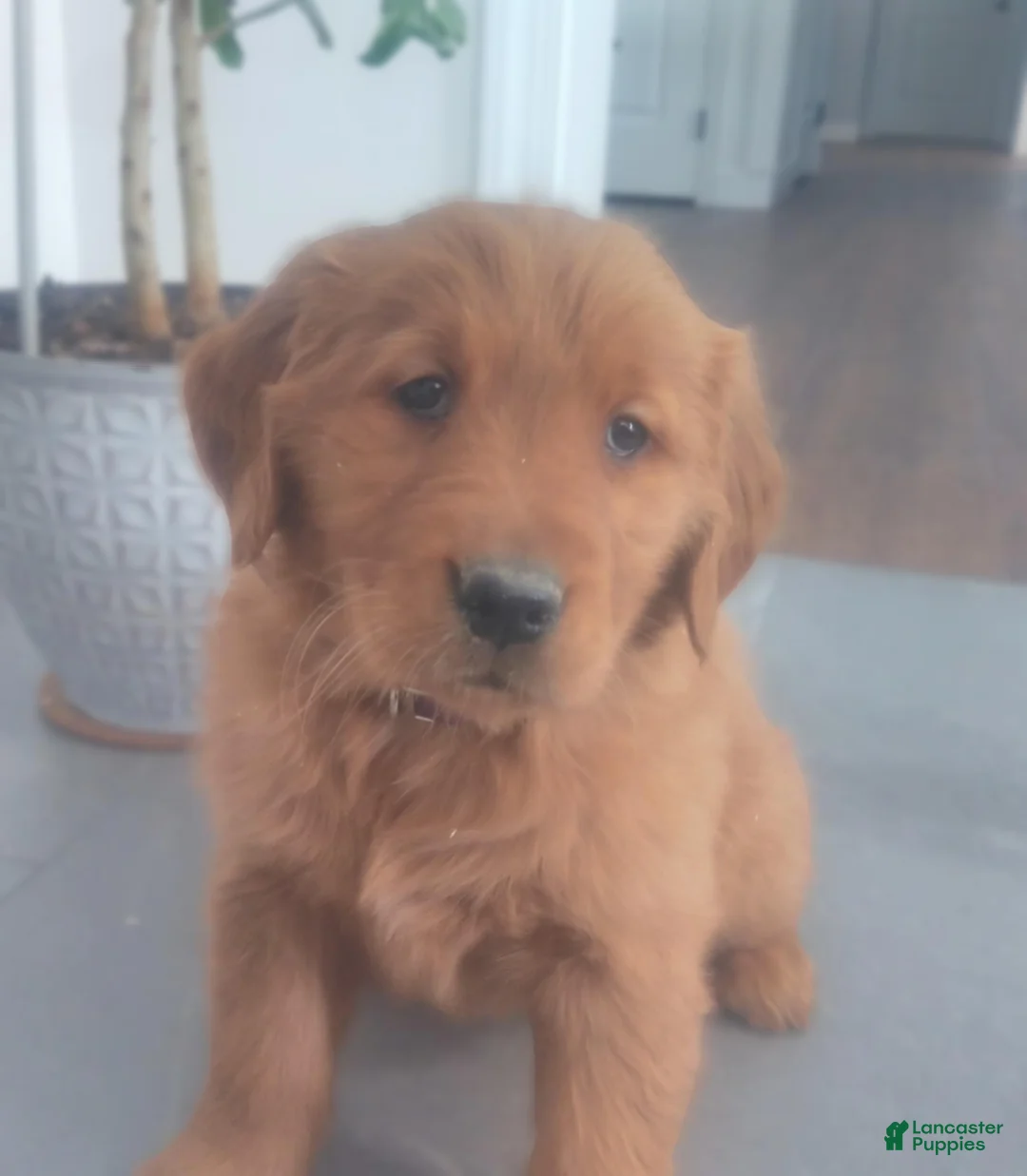 Golden Retriever dogs for sale: Daisy –(purple collar) “I’m the classic sweetheart.” - Ad 1