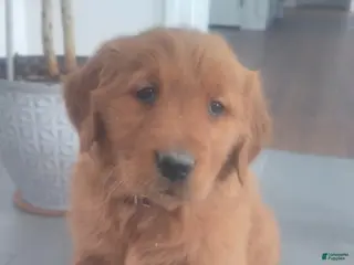 Golden Retriever dogs Daisy –(purple collar) “I’m the classic sweetheart.” - Ad 3