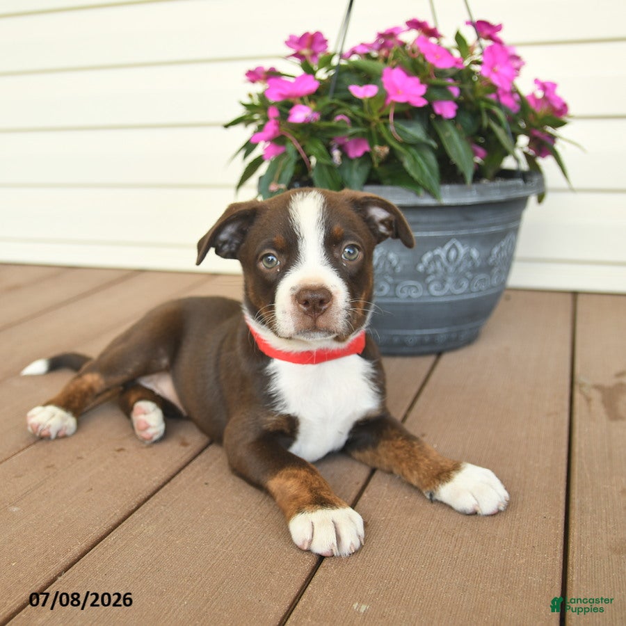 Mixed Breed dogs Royal - Ad 2